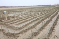 В питомнике Канибадама выращивают  свыше 51 тысячи саженцев деревьев