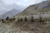 Более 1 тысячи саженцев посадили с целью озеленения туристических маршрутов в Пенджикенте