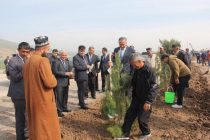 Вдоль автомобильной дороги «Восе — Ховалинг» посадили около 3 тысяч деревьев