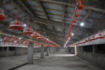 Современная птицеводческая ферма строится в селе Пушёни Поён Восейского района