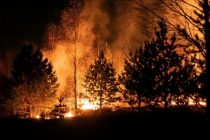 Лесные пожары на юго-востоке США уничтожили более 120 домов