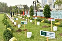 Ректоры «зеленых» университетов посадили более 50 саженцев вечнозеленых деревьев