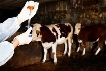 Вспышка ящура охватила более 100 ферм на Кипре