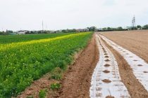 В Зафарабаде более 14 тысяч гектаров засеют хлопчатником