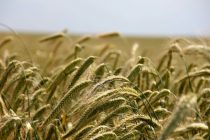 Фермеры Канзаса ожидают худший урожай пшеницы с 1972 года из-за экстремальных погодных условий