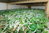 Жительница района Кушониён получает до 35 килограммов коконов из каждой коробки с червями