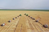 В Таджикистане собрано более 110 тысяч тонн зерновых культур
