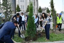 В преддверии 45-го заседания Совета Зелёного климатического фонда в Душанбе посадили вечнозелёные деревья