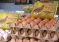 Как на рынках нарушают правила хранения скоропортящихся продуктов?