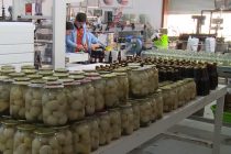 В Дарвазском районе сбор и переработка анзура превратились в одно из важных направлений производства