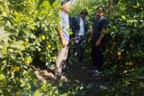 Цитрусоводческие хозяйства района Джайхун укрепляют экспортный потенциал Таджикистана
