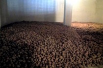 ОМОДАГӢ БА ЗИМИСТОН. Агентии захираҳои моддии давлатӣ дар водии Рашт 3000 тонна гандум ва зиёда аз 250 тонна картошка захира намудааст