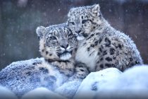 ОЗОДАПАЛАНГ. Дар Тоҷикистон барои шикор ва дигар амалҳои ғайриқонунӣ нисбат ба бабри барфӣ ҷавобгарии ҷиноятӣ пурзӯр гардид