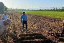 Кишоварзони Ҳисор дар майдони 176 гектар кишти такрории картошка мегузаронанд