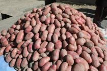 Вазорати кишоварзӣ: Дар Тоҷикистон беш аз 804 ҳазор тонна картошка ҷамъоварӣ шуд