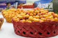 МАСЛИҲАТИ МУТАХАССИС. Истеъмоли зардолу фаъолияти зеҳнӣ ва хотираро беҳтар мекунад