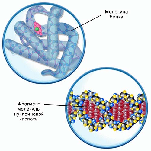 Фрагмент белка. Белки и нуклеиновые кислоты. Белок и нуклеиновые кислоты. Белки и нуклеиновые кислоты в клетке. Белки структурные и биополимеры в клетке.