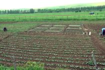 КИШТИ БАҲОРӢ. Моҳи март дар Тоҷикистон кишти сабзавот оғоз мегардад