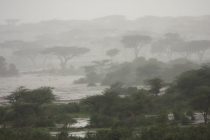 Бар асари борони шадид дар Танзания 37 кӯдак ба ҳалокат расид
