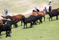 Гӯсфанди зоти ҳисорӣ сирф тоҷикӣ буда, калонтарин гӯсфанд дар ҷаҳон ба шумор меравад