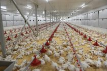 Дар Тоҷикистон беш аз 19 ҳазор тонна гӯшти паранда истеҳсол гардидааст