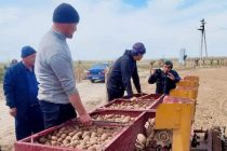 Дар ноҳияи Деваштич маъракаи кишти картошка оғоз шуд