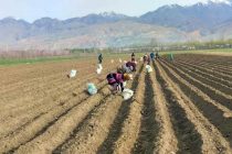 Кишоварзони шаҳри Панҷакент азм доранд майдони кишти картошкаро ба 5 ҳазор гектар расонанд