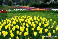 25 март даври дуюми Фестивали гулҳо таҳти унвони «Сайри гули лола» ҷамъбаст мегардад