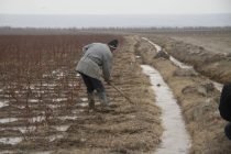 ЯХОБМОНӢ ВА АҲАМИЯТИ ОН. Кишоварзон тавассути ин тадбири агротехникӣ метавонанд ҳосили баланди зироат ба даст оранд