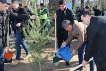 «ТОҶИКИСТОНИ САБЗ». Дар Душанбе  500 бех ниҳоли сӯзанбарг шинонида шуд