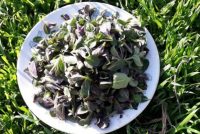 ҒИЗОИ СОЛИМ. Пӯдина ва шибит бо хосиятҳои шифобахши худ маъруф аст