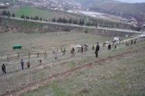 ДАРАХТ БИНШОН! Дар шоҳроҳи байналмилалии Душанбе-Кӯлоб-Хоруғ 1350 бех ниҳол шинонида шуд