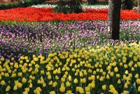 Дар шаҳри Душанбе зиёда аз 3 миллион бех лола шинонида мешавад