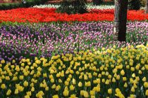 Дар шаҳри Душанбе зиёда аз 3 миллион бех лола шинонида мешавад