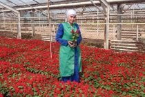 ГУЛҲОИ ДУШАНБЕ. Шукуфоиву зебоии гулҳои сад ранги шаҳр  самари  заҳмати  кормандони корхонаи «Сабзкорӣ» -и пойтахт аст