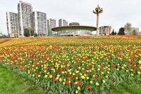 ДУШАНБЕ-ШАҲРИ САБЗ. Дар пойтахт зиёда аз 12 миллион дона гулҳои мавсимию бисёрсола шинонида мешаванд