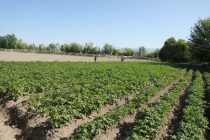 Сокинони ноҳияи Панҷ дар заминҳои наздиҳавлигӣ бештар картошка кишт намудаанд
