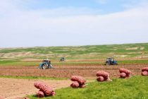 ИСТИФОДАИ САМАРАНОКИ ЗАМИН. Кишоварзони ноҳияи Деваштич дар 9 ҳазор гектар картошка кишт менамоянд