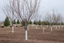 Имсол дар Тоҷикистон чӣ қадар  боғҳои нав бунёд гардиданд?