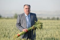 Пешвои миллат Эмомалӣ Раҳмон дар ноҳияи Данғара бо ҷараёни парвариш ва нашъунамои зироати кишоварзӣ дар Кооперативи истеҳсолии «Сомонҷон» ва хоҷагии деҳқонии «Эмоми Аъзам» шинос шуданд