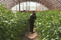 ИСТИФОДАИ САМАРАНОКИ ЗАМИН. Таваҷҷуҳи сокинон ба парвариши маҳсулот дар гармхона бештар гардидааст