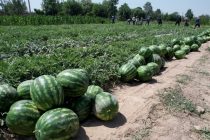 Дар ноҳияи Дӯстӣ ҷамъоварии тарбуз идома дорад