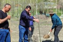 Дар ноҳияҳои Шуғнон,  Рӯшон,  Дарвоз  ва  Ванҷ  боғҳои  чормағз бунёд карда мешаванд