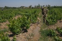 Дар шаҳри Истаравшан 20 навъи ангур парвариш меёбад