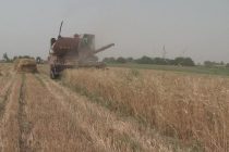 Дар ноҳияи Восеъ ҷамъоварии ҳосили гандум идома дорад