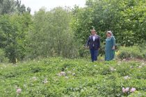 Муовини Сарвазир бо рафти кишти картошка дар Ҷамоати деҳоти Ҳиҷбораки ноҳияи Рашт шинос гардид