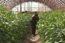 Дар Тоҷикистон наздикӣ 1000  адад гармхонаҳои доимамалкунанда фаъолият мекунанд