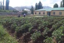Сокинони ноҳияи Файзобод дар заминҳои наздиҳавлигӣ бештар картошка парвариш менамоянд