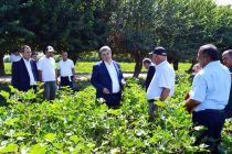 Муовини Сарвазири Тоҷикистон дар ноҳияи Мастчоҳ бо кишти такрорӣ ва нашъунамои пахта шинос шуд