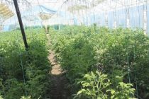 Истифодаи самараноки заминҳои наздиҳавлигӣ заминаи хуби фаровонҳосилӣ ва таъмини амнияти озуқаворӣ аст
